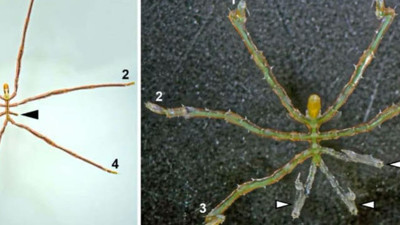 Anüs ve cinsel organlarını yeniden üretebilen deniz örümceği keşfedildi