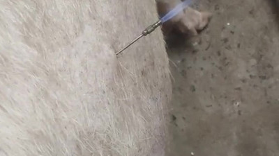 İneğin karnına delik açarak gazını çıkarttılar