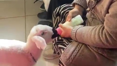 Bir Sağlık Bakanı bunu överek paylaşır mı. Hijyen olması gereken yerde hayvanın işi ne?