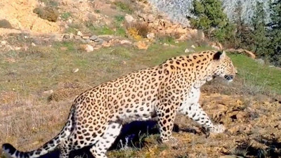 Anadolu efsanesi geri döndü foto kapana yakalandı