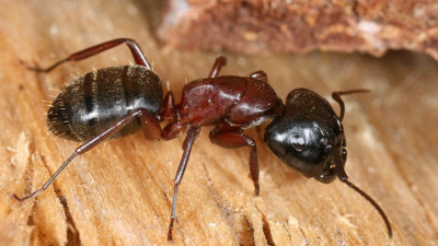 Karıncalardan çığır açan çalışma