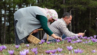 Safran otunu yiyen kadınlara müjde. Kanserden fazla kilolara kadar faydalı olmadığı şey yok