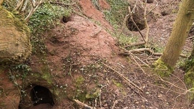Ayı ini sandı içine baktı ağzı açık kaldı