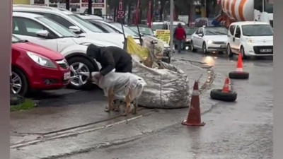 Kağıt toplayıcısı köpeğe ıslanmasın diye naylon geçirdi. Alnı öpülesi çocuk herkesi duygulandırdı