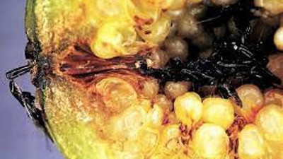 Okuyunca şoke olacaksınız!