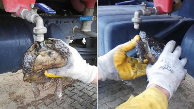 Yangından etkilenen kaplumbağaya itfaiyecilerden can suyu