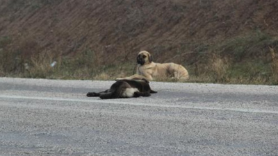 Ölen arkadaşının başında bir hafta bekledi