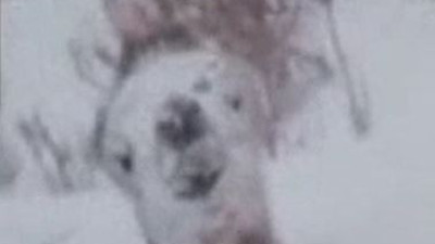 Çöle kar yağdı develer şoka girdi