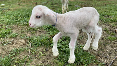 Yetim kuzuya evinde annelik yapıyor