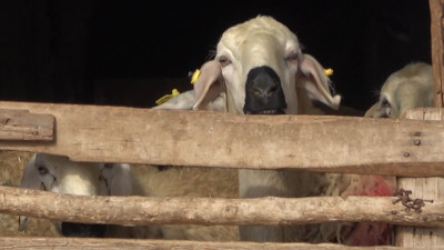 İlçede 'çiçek' alarmı. Onlarca küçükbaş hayvan telef oldu. Diğerleri karantinaya alındı