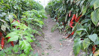 Adeta Lokman hekiminin kaybolan hayat iksiri
