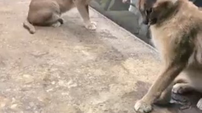 Vaşakların ortasına fare atıp gösteri yaptılar. Ankara’nın göbeğindeki AVM’de vahşet