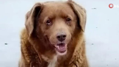 Dünyanın en yaşlı köpeği Guinnes Rekorlar Kitabı'na girdi