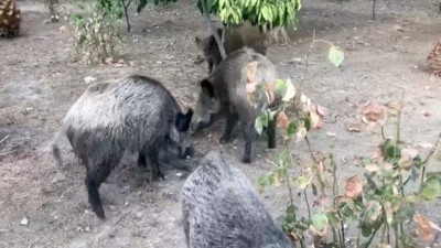 Mahalleyi domuzlar bastı