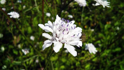 Kanser tedavisinde kullanılacak mucize bitki bilim dünyasına kazandırılıyor