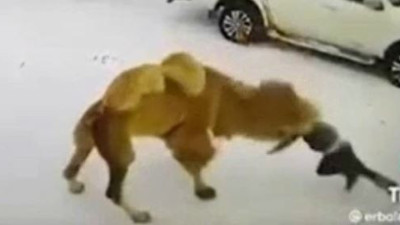 Deve yumruk atan sahibini öldürdü