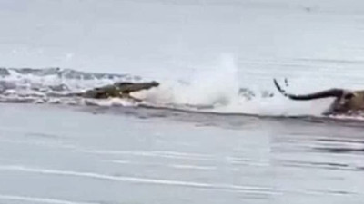 Nehirde timsah ve geyiğin nefes kesen kovalamacası