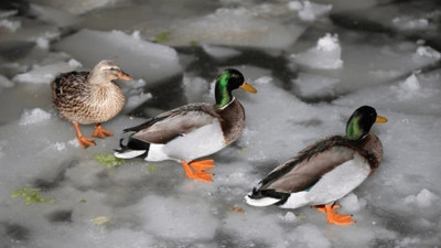 Kuğulu Park'taki havuz buz tuttu