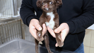 'Kahve'nin yapışık parmakları operasyonla ayrıldı