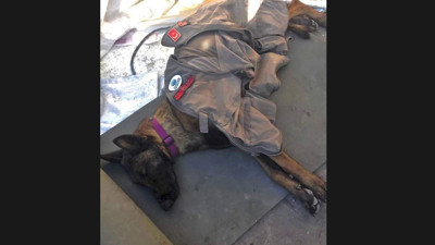 Depremin kahraman köpeği. Öylesine yoruldu ki uyuyakaldı