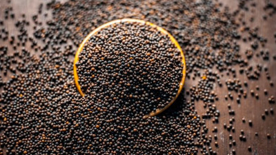 Hardal tohumu neye iyi gelir?