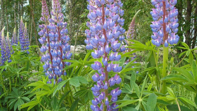 Acı bakla bitkisinin faydaları. Eklem ağrılarından bağırsaklara kadar birçok etkisi bulunuyor