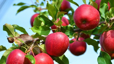 Gün içinde kaç elma yenirse yararı var?