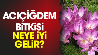 Acıçiğdem bitkisi neye iyi gelir?