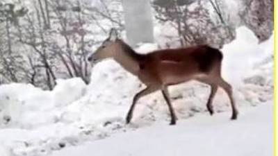 Aç geyik mahalleye indi