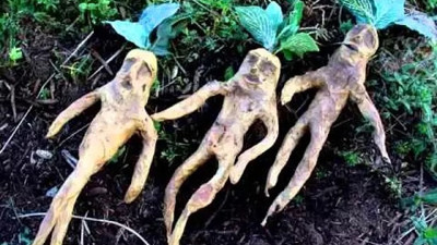 İktidarsızlığa iyi gelen ot