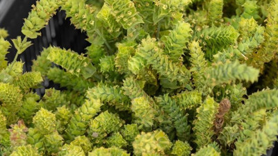 İşte Çoban Çökerten Otunun muhteşem faydaları