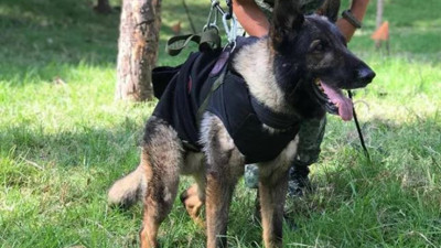 Meksikalı kahraman köpek Proteo’nun ölüm nedenini sahibi açıkladı. Enkaz altında kaldığı öne sürülmüştü