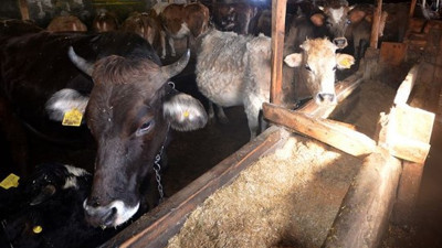 Depremde hayvanları telef oldu, o anları gözyaşları içinde anlattı