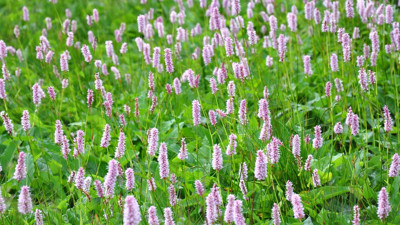 Kurtayağı otu hangi hastalıklara iyi gelir?