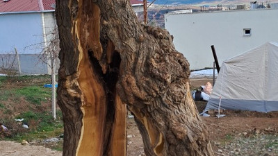 Depremde ağaç ikiye bölündü