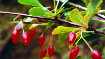 Adı Kadın tuzluğu bitkisi ama hamilelerin tüketmemesi gerekiyor (17 Şubat 2023)