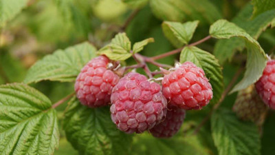 Kabızlığa iyi gelen ot (17 Şubat 2023)