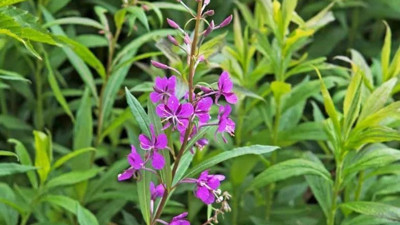 Yakı Otu bitkisi nasıl kullanılır?