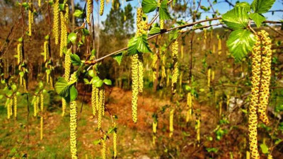 Cilt hastalıklarına iyi geliyor. Mucize ot