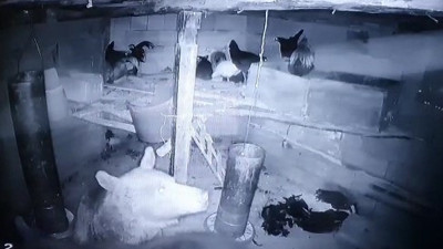 Kümese giren anne ayı ve yavrusu tavukları telef etti