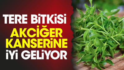 Tere bitkisi akciğer kanserine iyi geliyor