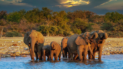 Rüyada fil görmenin anlamı nedir? Rüyada file binmek neye işaret?