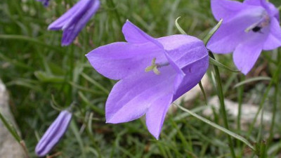 Çan çiçeğinin faydaları nelerdir?
