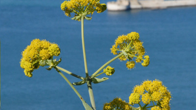 Çakşır otunun faydaları nelerdir?