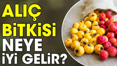 Alıç bitkisi neye iyi gelir?