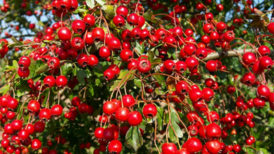 Yüksek tansiyona iyi geliyor. İşte mucize ot