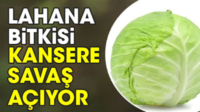 Kansere savaş açan ot ortaya çıktı