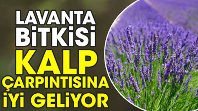 Kalp çarpıntısına iyi geliyor. işte hayat kurtaran ot