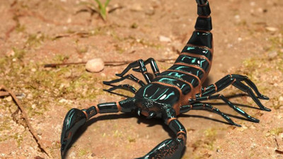 Rüyada akrep görmek neye işaret? Rüyada akrep görmenin anlamı nedir?