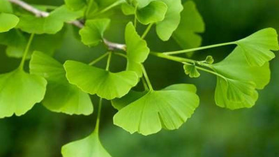 Ginkgo bitkisi Demans ve Alzheimer’a iyi geliyor